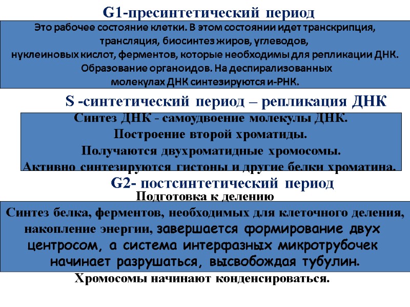 G1-пресинтетический период  Это рабочее состояние клетки. В этом состоянии идет транскрипция, трансляция, биосинтез